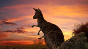 Australia Immigration Professionals - Sunset Kangoroo